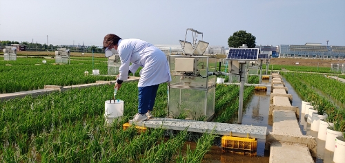 벼논 온실가스(아산화질소) 채취(챔버법) 모습 / 사진 제공 : 경기도