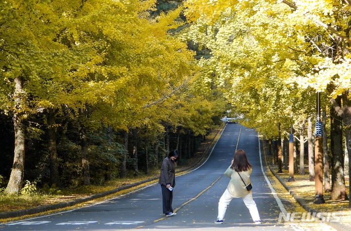 맑은 날씨를 보이는 지난 9일 오후 제주대학교 은행나무 가로수길을 찾은 관광객들이 늦가을 정취를 느끼고 있다.
