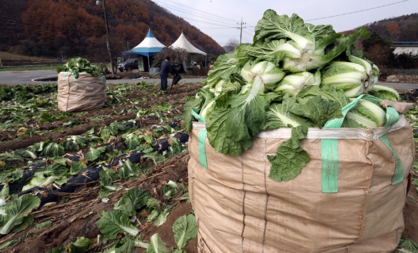 절기상 입동인 7일 괴산군 청천면에서 농민들이 배추를 수확하고 있다. / 사진 = 연합뉴스