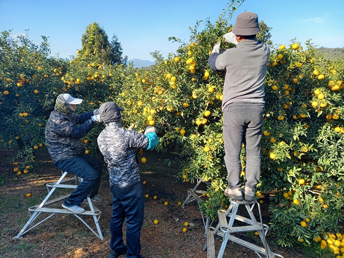 완도 유자 수확하는 모습 (사진제공 = 완도군)