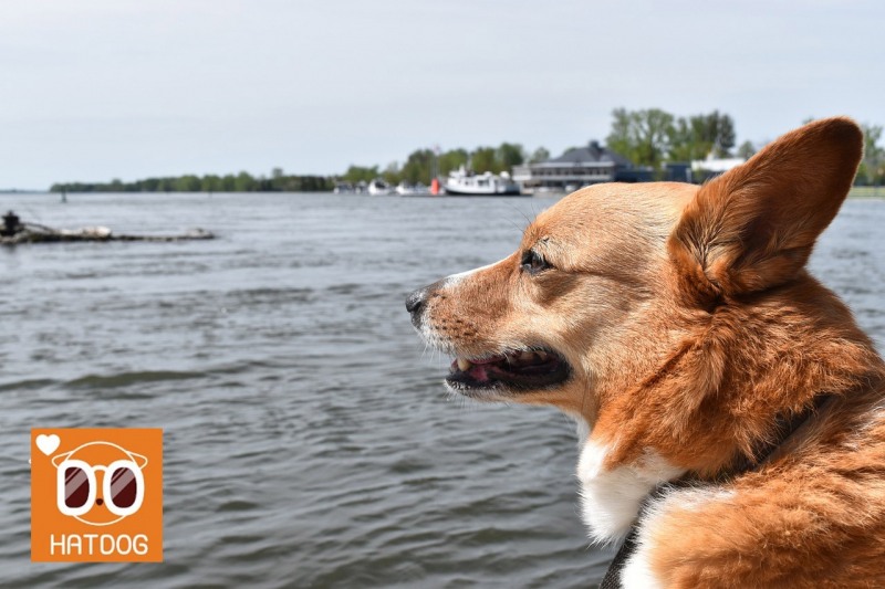 하트독, 분위기 있는 강변 브런치 애견카페 어때요?