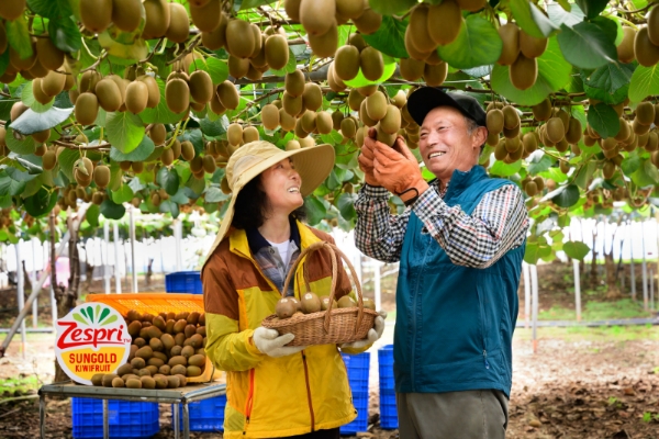 제주시 조천읍 소재 제스프리 키위 농가에서 재배 농민이 수확한 골드키위를 선보이고 있다. 제스프리 제주산 골드키위는 풍부한 과즙과 달콤한 맛은 물론, 100g당 152mg의 비타민C를 함유해 환절기 면역력과 활기 증진에 도움이 된다. (사진 제공=제스프리)
