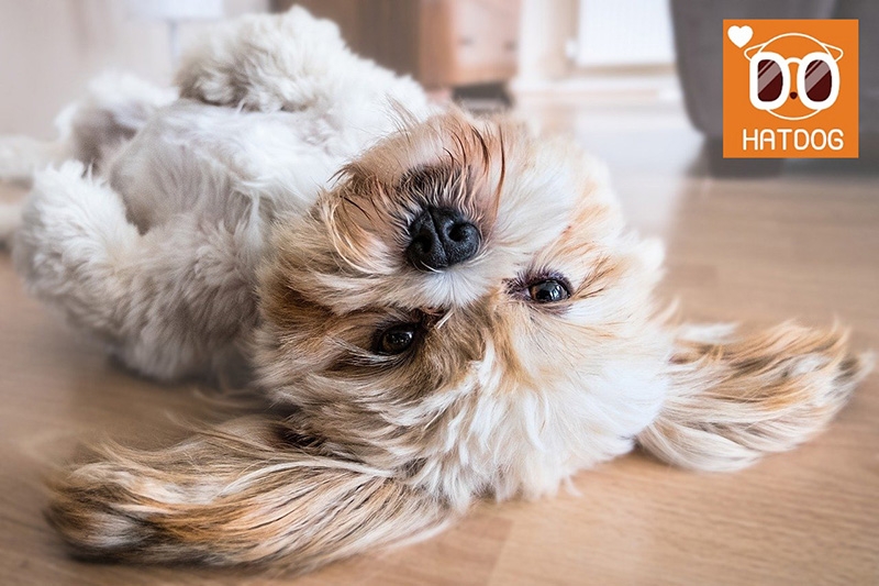 하트독, 반려견 동반 독채 펜션 추천