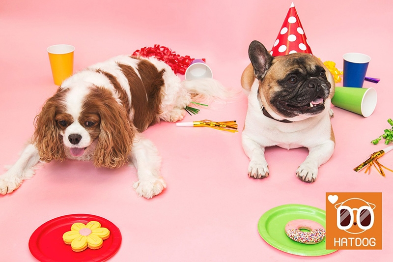 하트독, 노키즈로 운영되는 인기 애견카페 추천