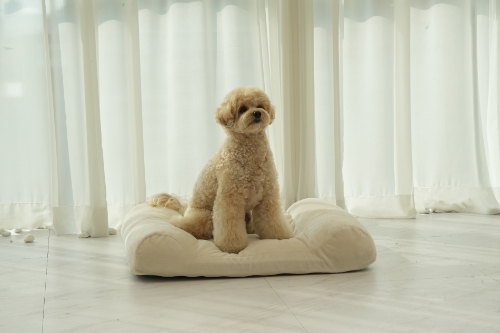 코코다움, 강아지 쿠션 신제품 ‘추추쿠션’ 출시