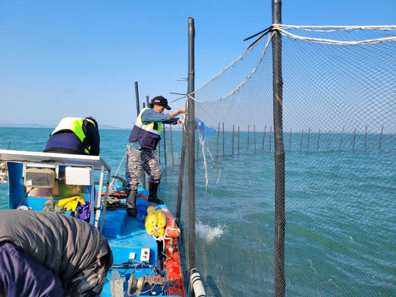 낙지 방류 모습 (사진제공 = 무안군)