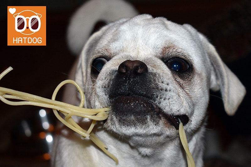 하트독, 건강한 메뉴가 끌리는 애견동반 카페 추천