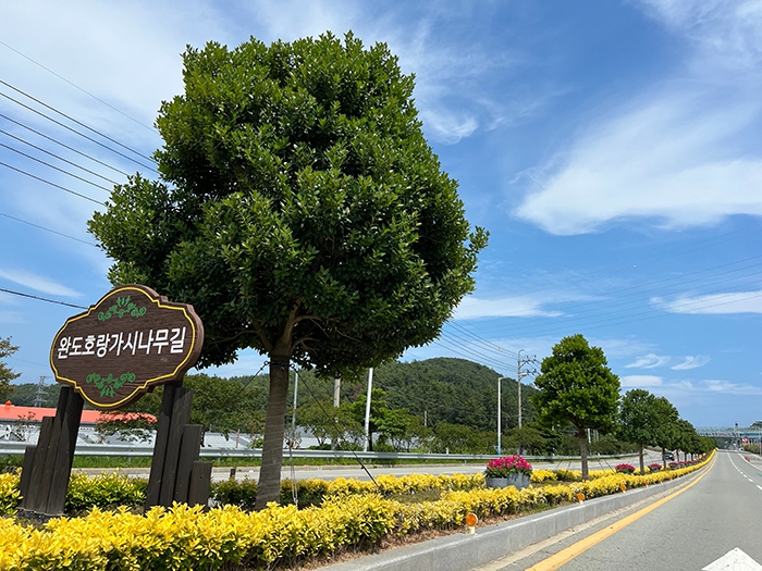 완도호랑가시나무길 모습 (사진제공 = 완도군)