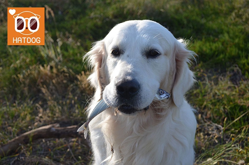 하트독, 낚시 즐기는 견주를 위한 애견동반 숙소 추천