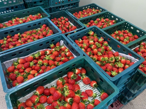 출하 전 화순 명품딸기의 잘 익은 모습 (사진제공 = 화순군)
