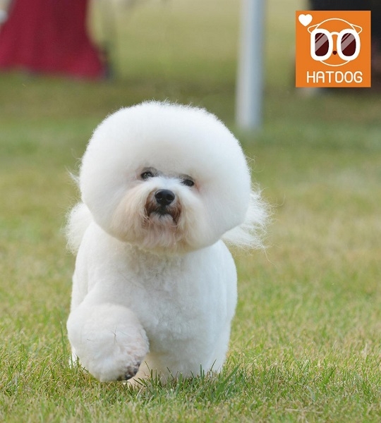 하트독, 비숑이 반겨주는 사랑스런 애견동반 카페 추천