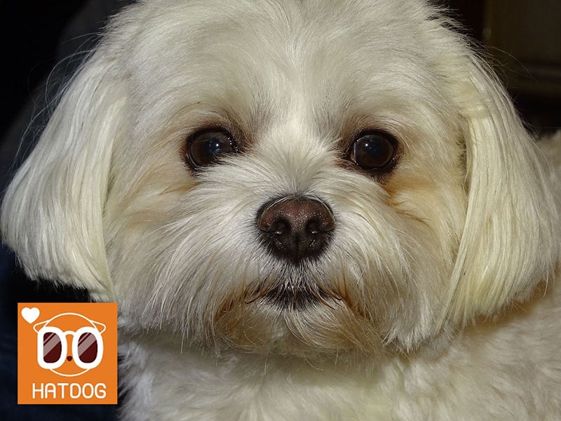 하트독, 조용하고 가성비 좋은 애견동반 음식점 추천