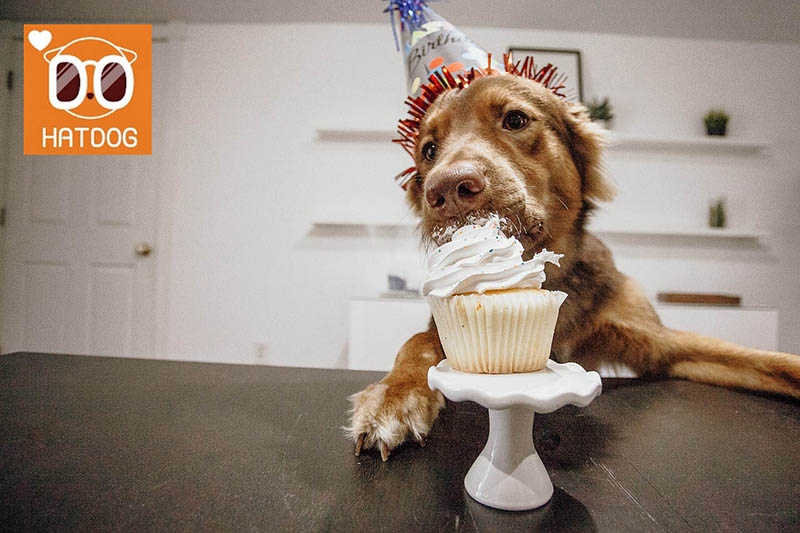 하트독, 취향 저격 메뉴 가득한 애견동반 카페 추천