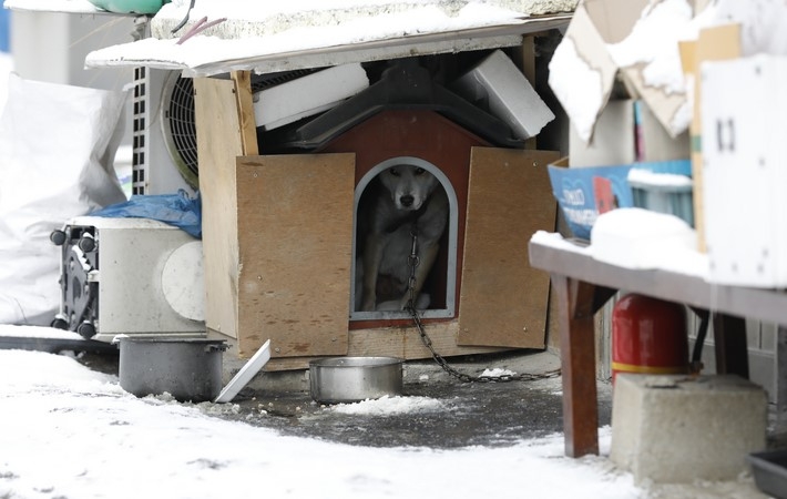 서울에 눈이 내린 21일 서울 구룡마을에서 한 견공이 집에 들어가 추위를 피하고 있다.