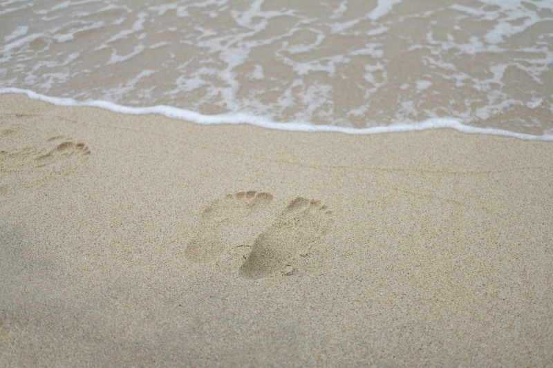 생물 다양성 정보공개규칙이 마련되면 금융기관에서 투자 및 대출 결정을 내리는 데 사용될 전망이다.(사진=픽사베이)