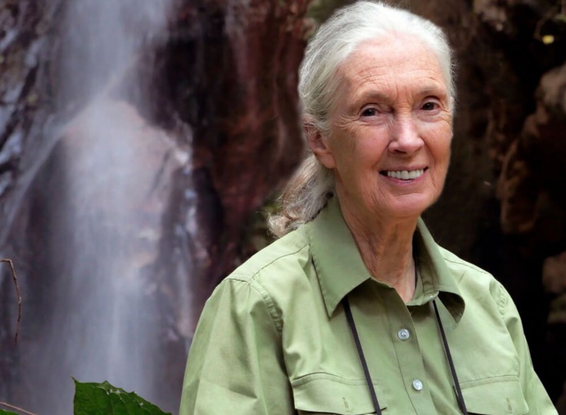 사진=제인 구달