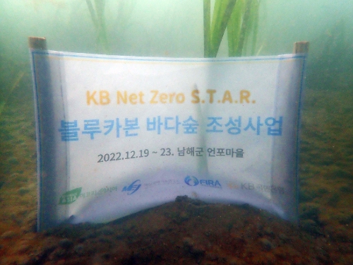 KB Net Zero S.T.A.R. 블루카본 바다숲 조성 / 사진 제공 = KB국민은행