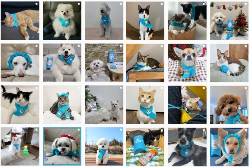 라비벳 ‘사랑의 목도리’ 캠페인 참여 반려동물 인증사진 / 제공 = 종근당바이오