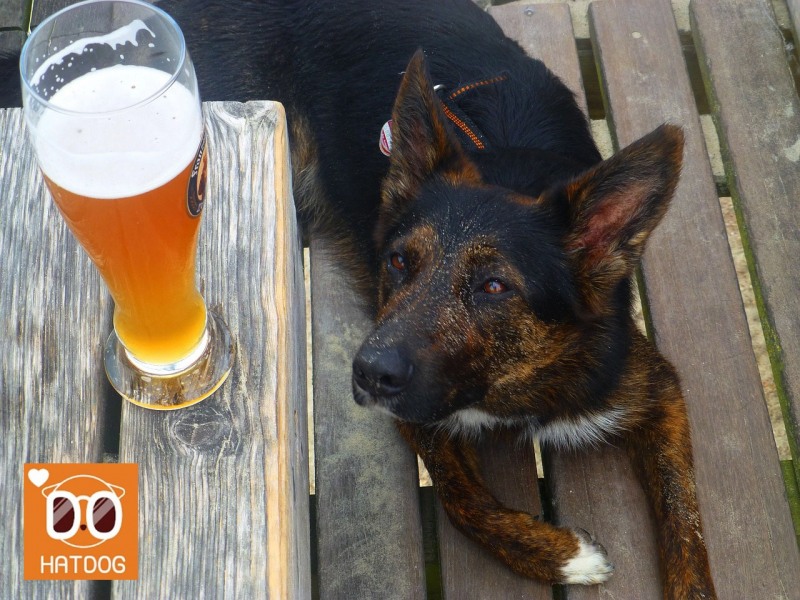 하트독, 바비큐장 완비된 애견동반 숙소 추천