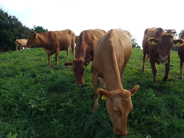사진 제공 : 농협