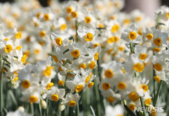 낮 기온이 15도를 웃도는 등 포근한 날씨를 보인 지난 10일 오후 제주시 한림공원에 수선화가 활짝 피어 시선을 끌고 있다.