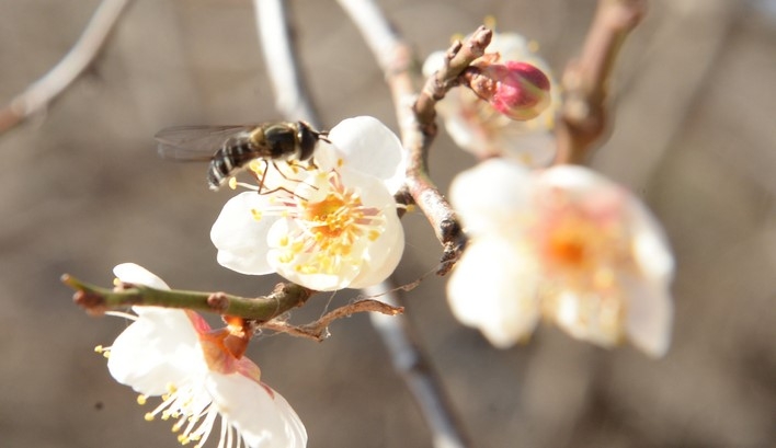 포근한 날씨를 선보인 지난 11일 오전 울산 남구 선암호수공원일원에 매화가 꽃망을 터뜨리고 있다.