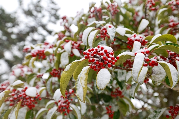 완도호랑가시나무 (사진제공 = 완도군)