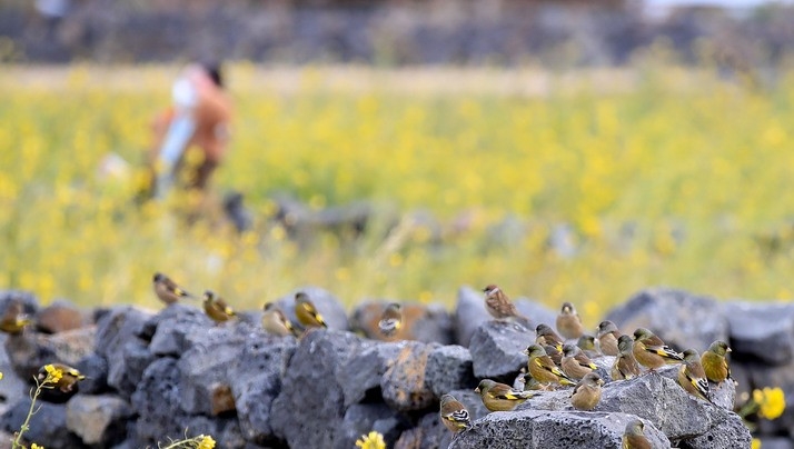 제주 서귀포시 성산읍 성산일출봉 인근 노란 유채꽃 숲 돌담 위로 방울새 무리가 날아와 휴식을 취하고 있다.