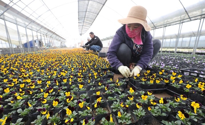 입춘을 이틀 앞둔 2일 경기 과천시 한 화훼농가에서 직원들이 펜지꽃 생육작업을 하고 있다.