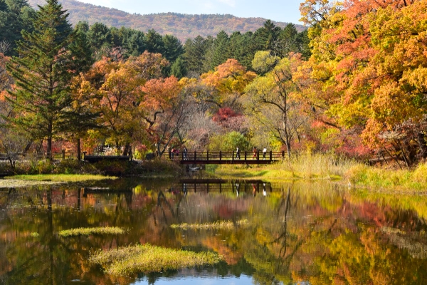 광릉숲 / 사진 제공 : 경기도