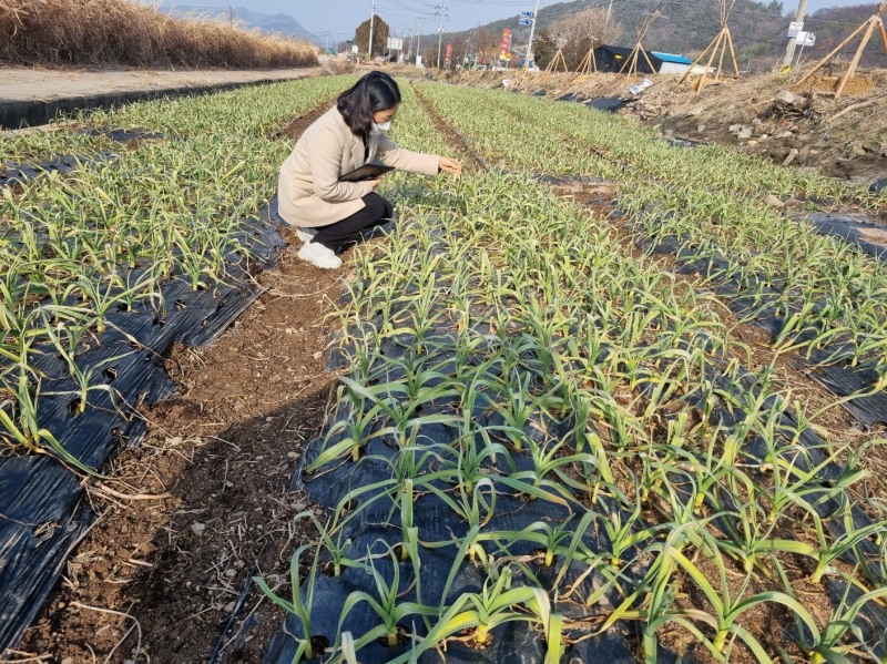 월동 후 마늘 포장 전경 (사진제공 = 화순군)