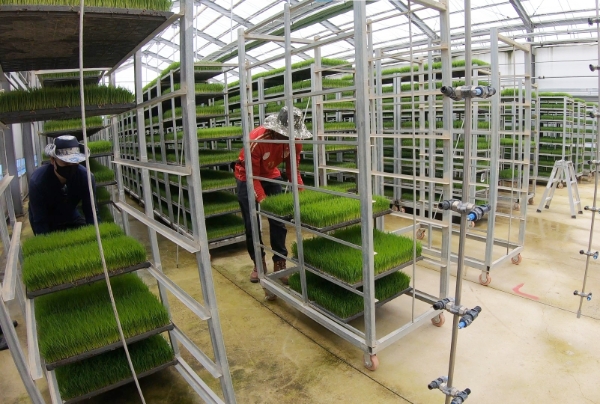 고품질 쌀 생산 (사진제공 = 정읍시)