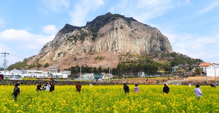 입춘 절기 다음날인 5일 오후 제주 서귀포시 안덕면 산방산을 찾은 관광객들이 활짝 핀 유채꽃밭에서 사진을 찍으며 즐거운 시간을 보내고 있다.