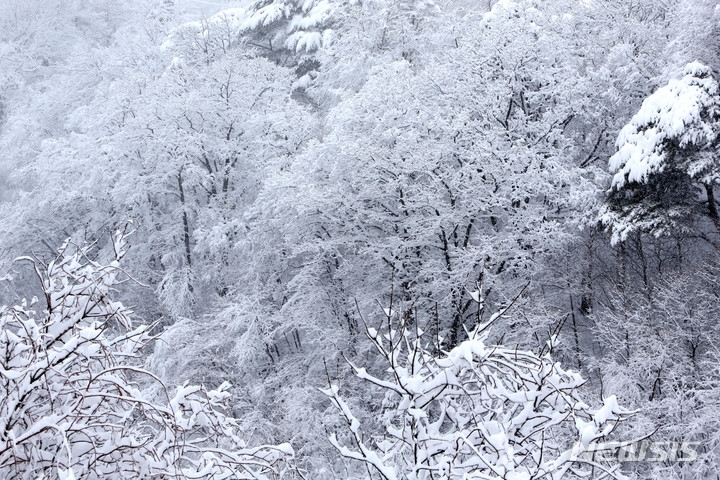 지난달 15일 오전 대설주의보가 발효 중인 강원 강릉시 성산면 대관령 고갯길에 시간당 2~3㎝ 가량의 폭설이 쏟아지고 있다.