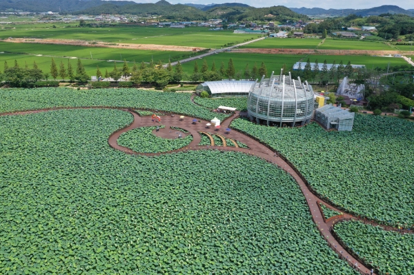 회산백련지 전경 (사진제공 = 무안군)