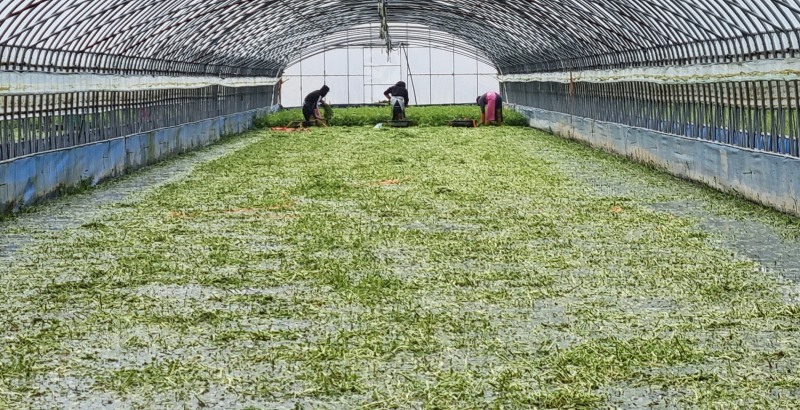 겨울철 돌미나리 수확 분주 (사진제공 = 나주시)