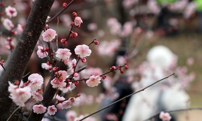 우수를 사흘 앞둔 지난 16일 부산 남구 부산시수목전시원에 매화가 활짝 펴 시민들의 눈길을 사로잡고 있다.