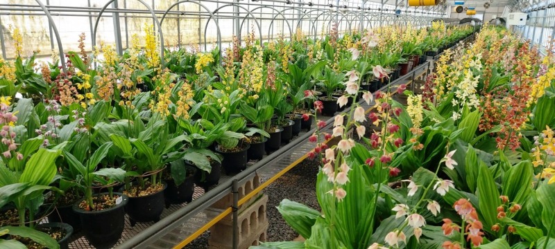 새우란 배양장 (사진제공 = 신안군)