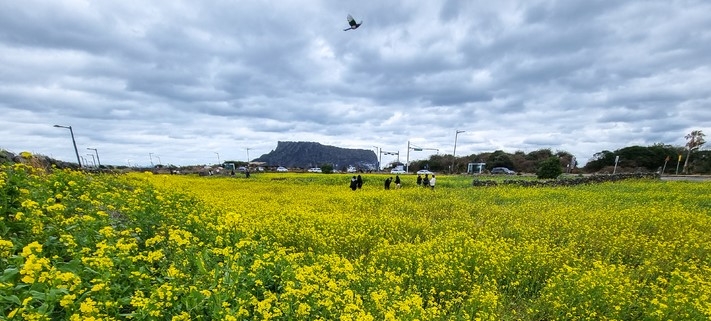 반짝 추위가 물러가고 비교적 포근한 날씨를 보이는 22일 오후 제주 서귀포시 성산일출봉 인근 유채꽃밭을 찾은 관광객들이 사진을 찍으며 즐거운 시간을 보내고 있다.