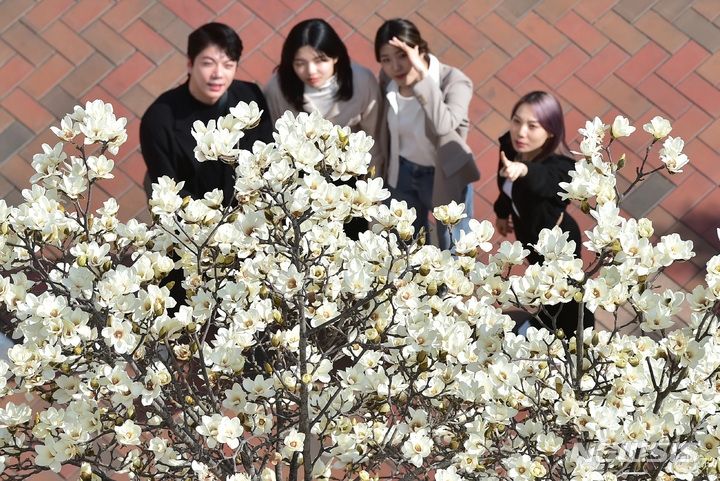 절기상 경칩인 지난 6일 오후 대구 북구 영진전문대 캠퍼스에 활짝 핀 목련이 학생들의 눈길을 사로잡고 있다.