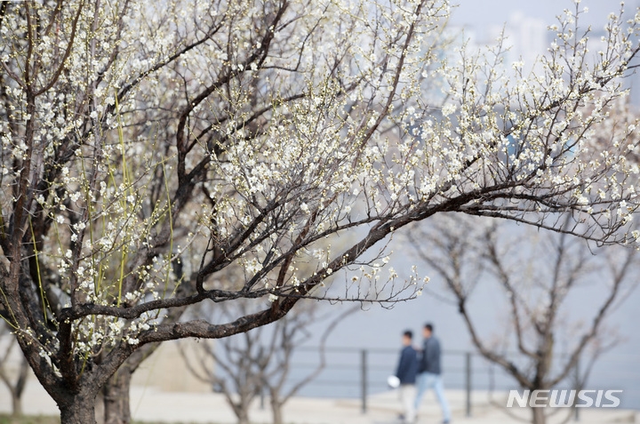 서울의 낮 기온이 22도를 넘는 등 포근한 날씨가 이어지는 지난 10일 서울 여의도 한강공원에 매화꽃이 피어있다.