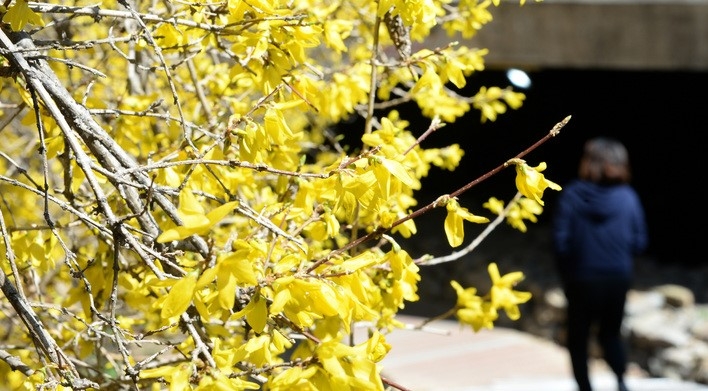 봄기운이 완연한 13일 오후 울산 남구 무거천 일원에 개나리가 활짝 펴 봄소식을 전하고 있다.