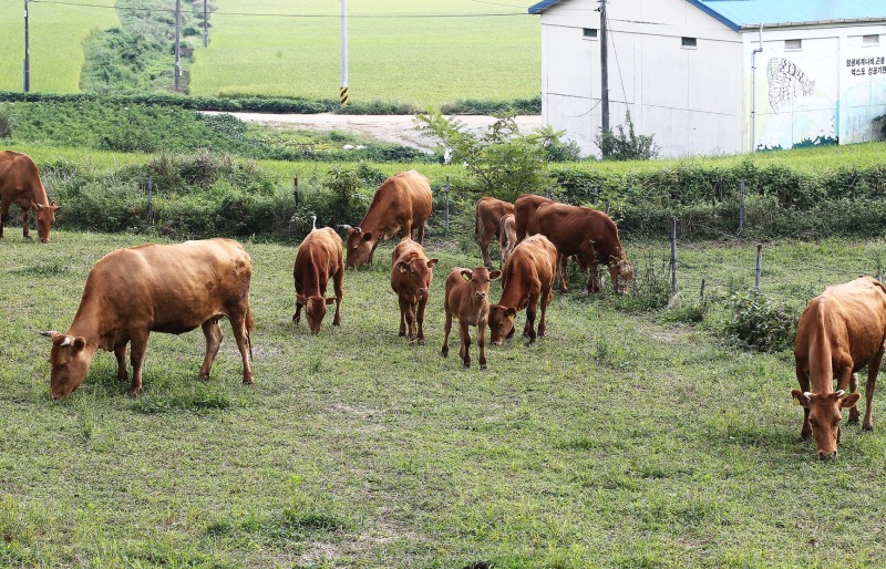 함평천지한우 (사진제공 = 함평군)