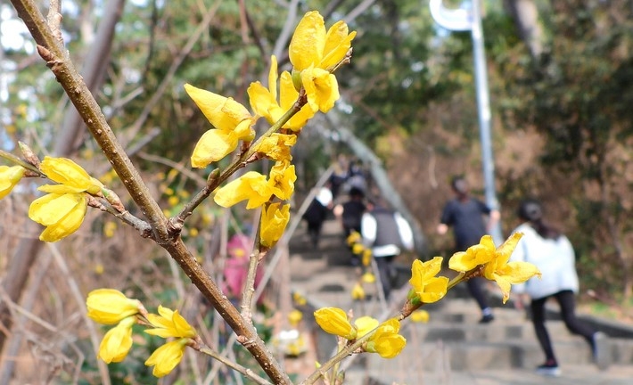 제주시 건입동 사라봉공원 탐방로에 봄의 전령 개나리가 활짝 피어 시선을 끌고 있다.