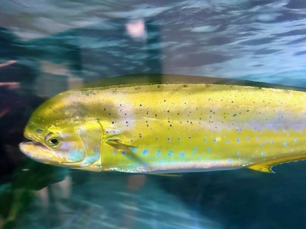 부산 아쿠아리움, 3월 새로운 봄의 시작 맞아 새롭고 희귀한 해양생물들 반입