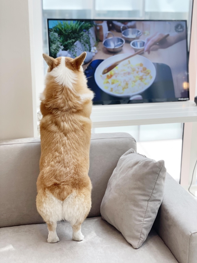 매장에서 ‘화식사료’ 영상을 보는 반려견 모습