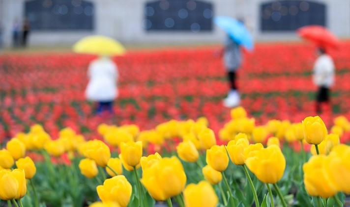 비교적 포근한 날씨를 보이는 23일 오후 제주 서귀포시 표선면 보롬왓 농장에 형형색색 튤립이 활짝 피어나 봄 정취 풍기고 있다.