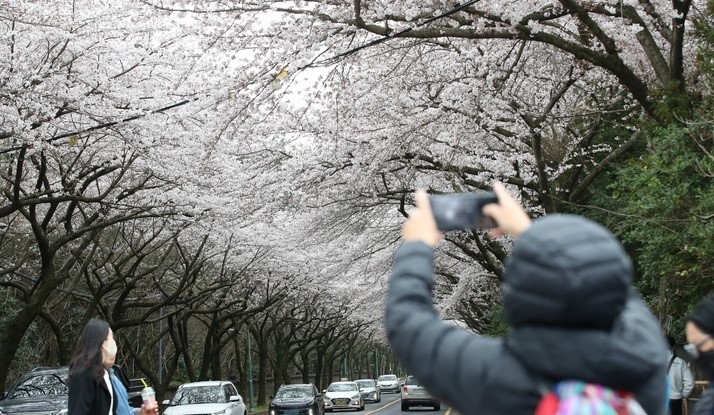 흐린 날씨를 보인 지난 24일 오후 제주 도내 대표적인 벚꽃 명소인 제주대학교 앞 가로수길이 꽃구경에 나선 차량 행렬로 북적이고 있다.