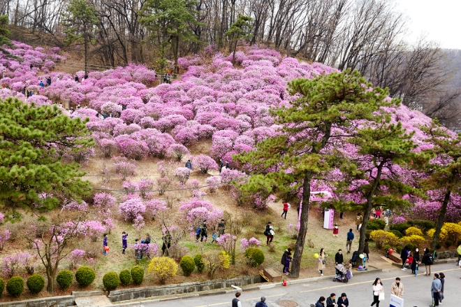 효성 안양공장, 4년 만에 진달래축제 재개