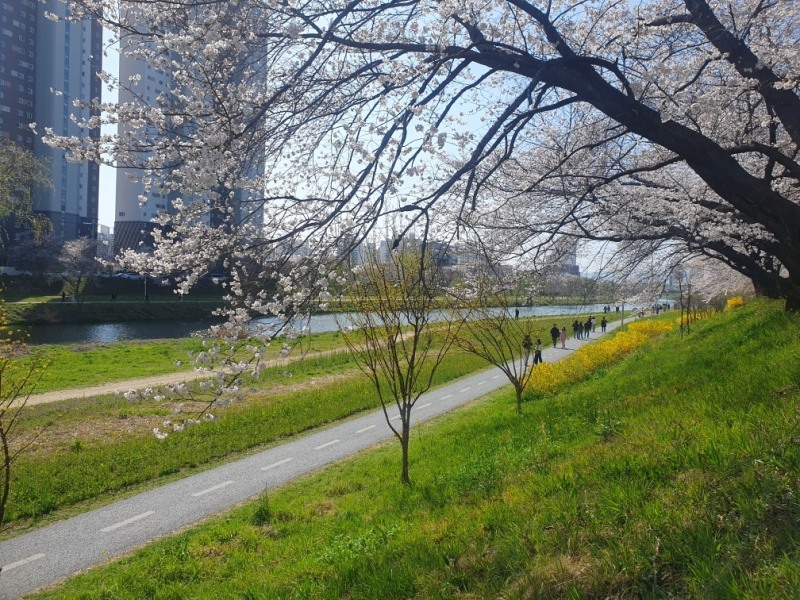 광주천 봄꽃 (사진제공 = 광주광역시)